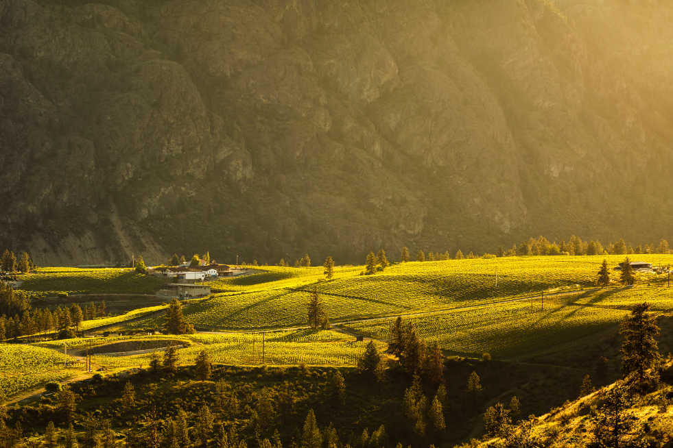 Visit Okanagan Valley's Vineyards