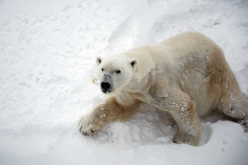 Spot a polar bear in Churchill, Manitoba, Canada