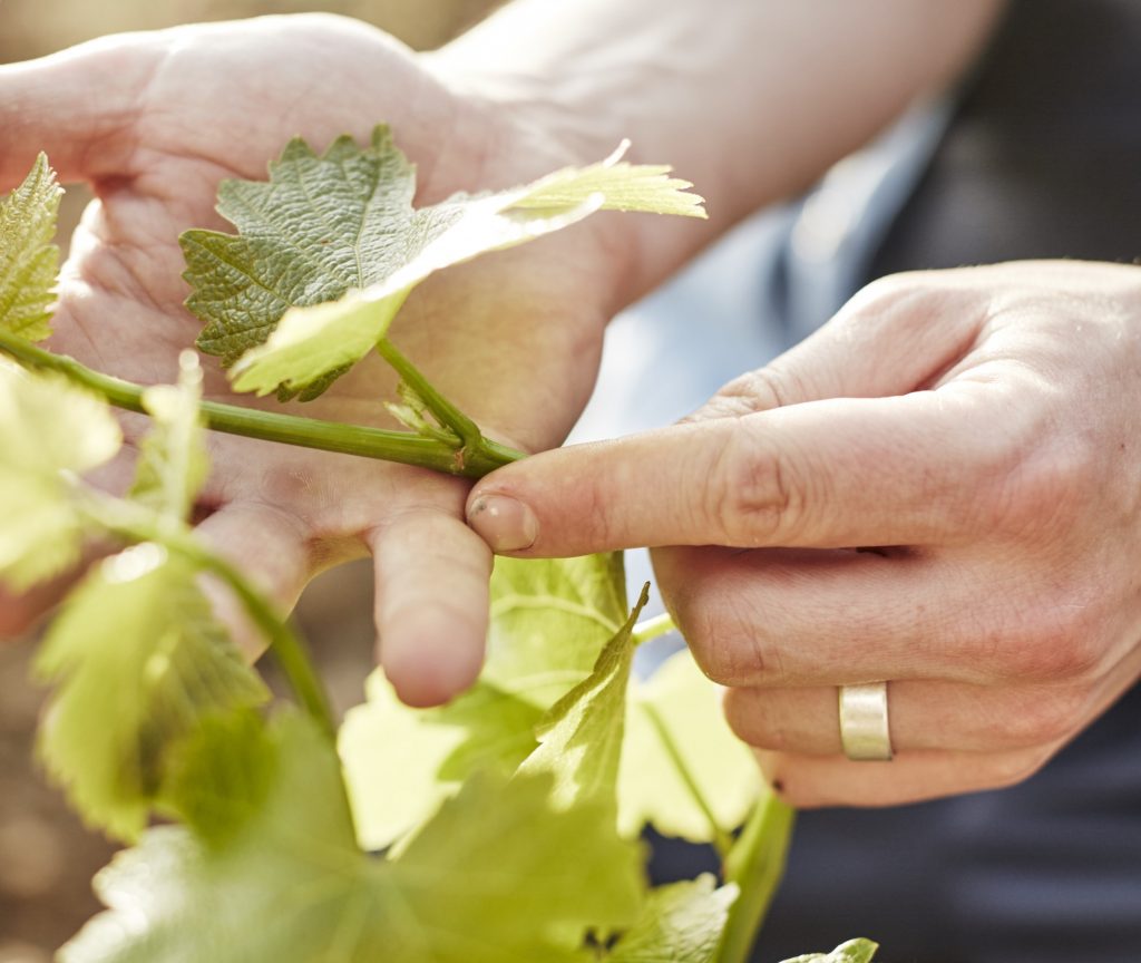 Vineyard at Castello di Trebbio, Tuscany, Italy