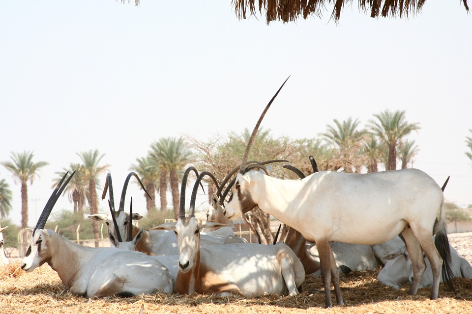arabian oryx
