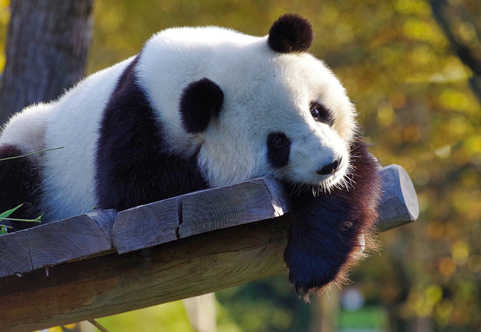 giant panda