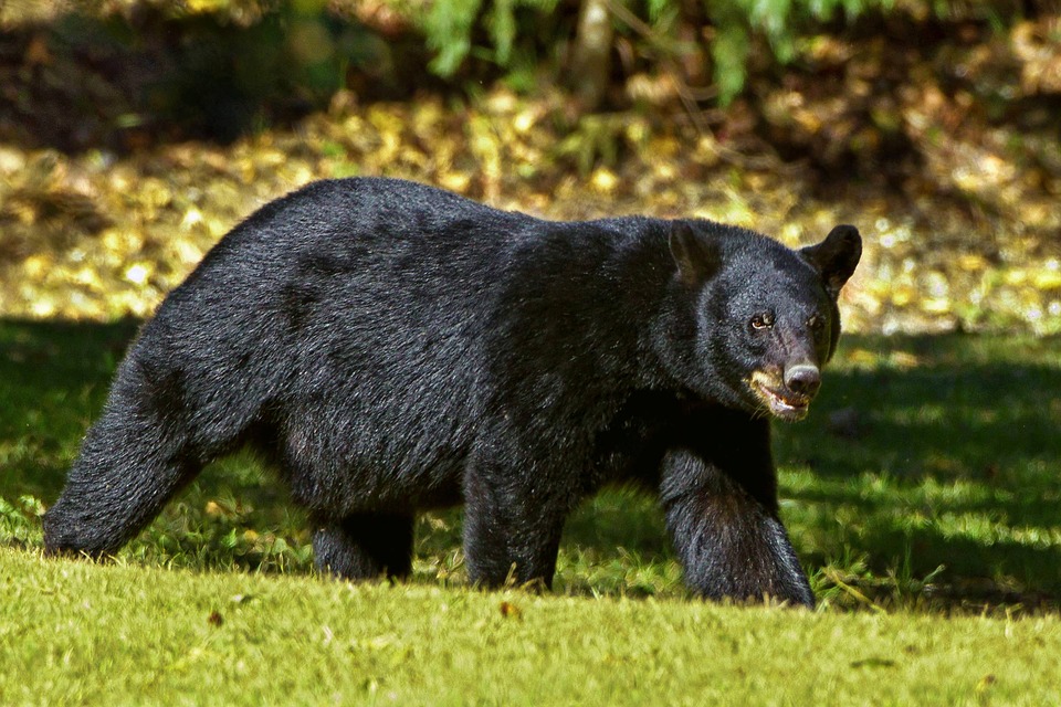 Louisiana black bear