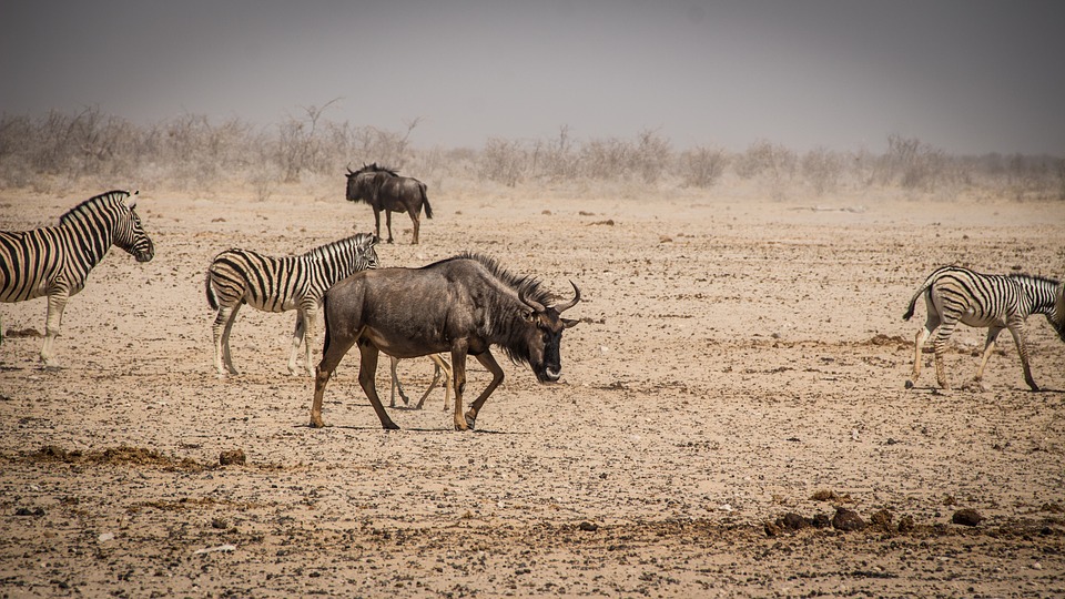 zebras in namibia