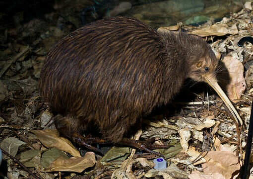 northern brown kiwi
