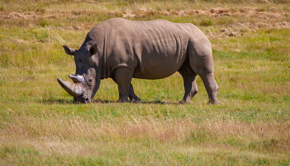 southern white rhino