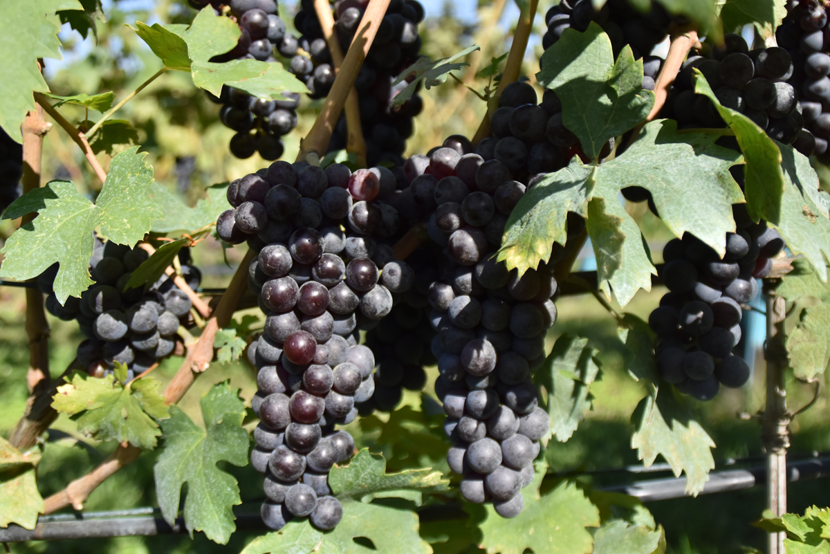 things to do in Georgia - alazani valley wine