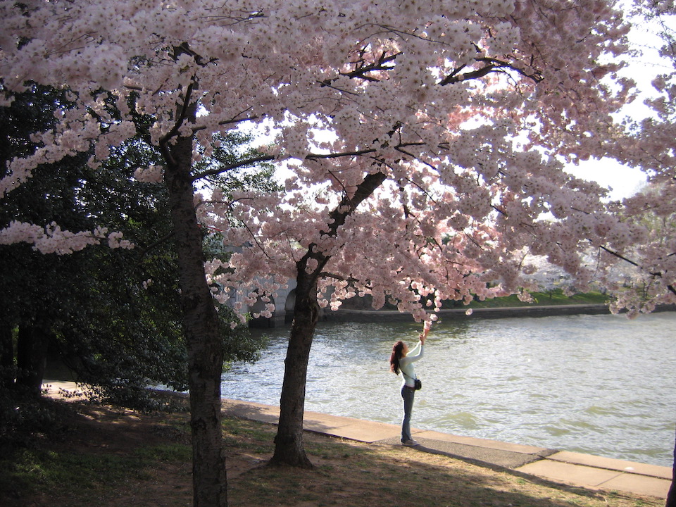 cherry blossom tree in bloom, washington DC