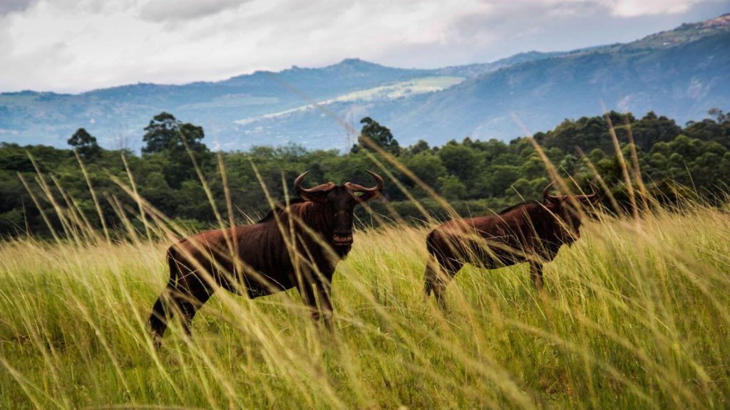 buffalo in green mountains eSwatini