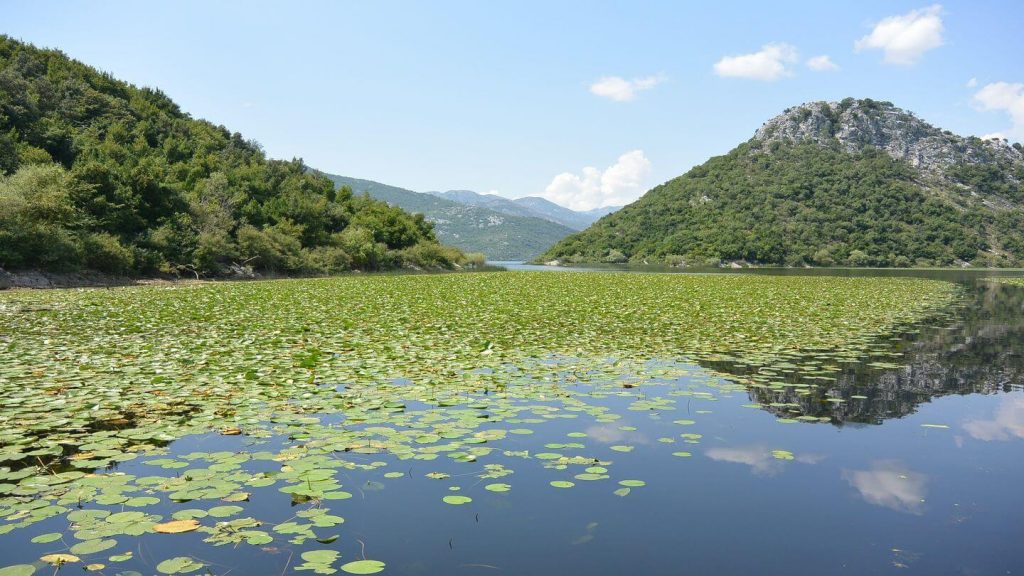 lilly covered Lake Skadar Montenegro