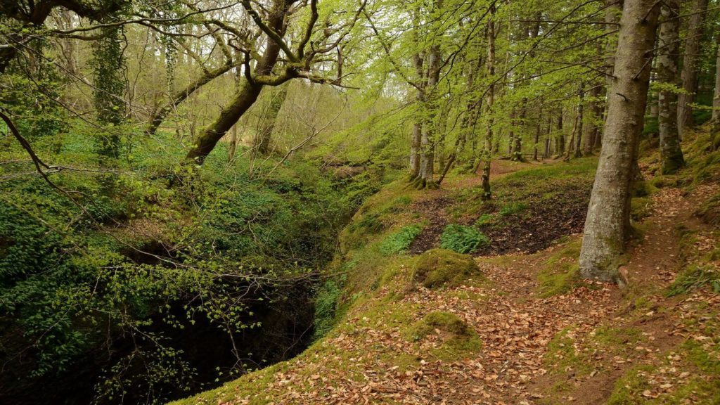 A moss covered path in a wooded area 