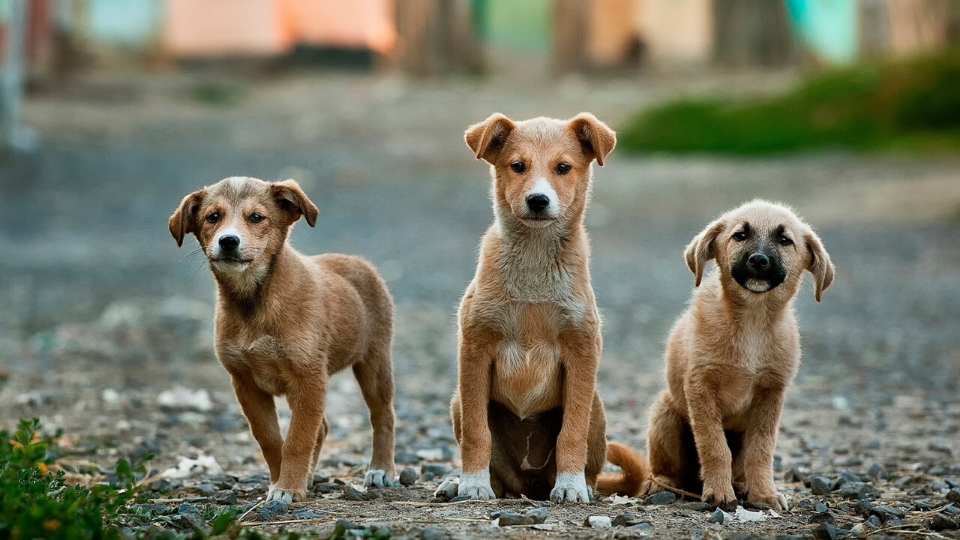 Puppy dogs in street of Israel