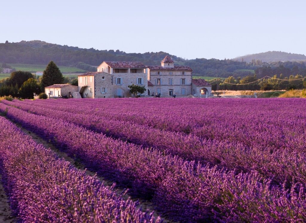 Rows of lavender in a field, with a rolling hill backdrop. A large building is in the background, with no other houses nearby.