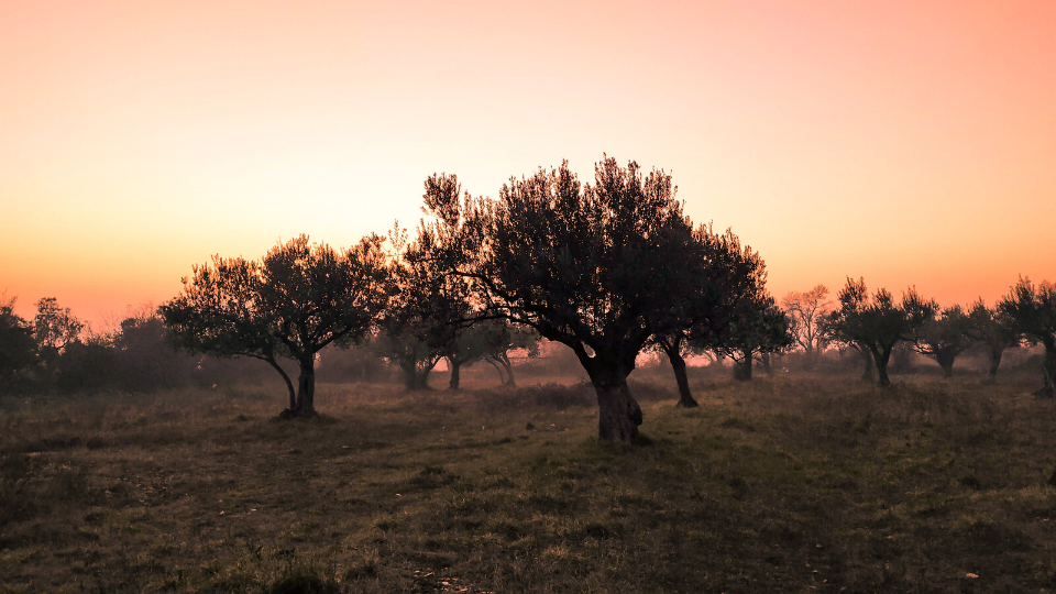 olive trees in the sunset