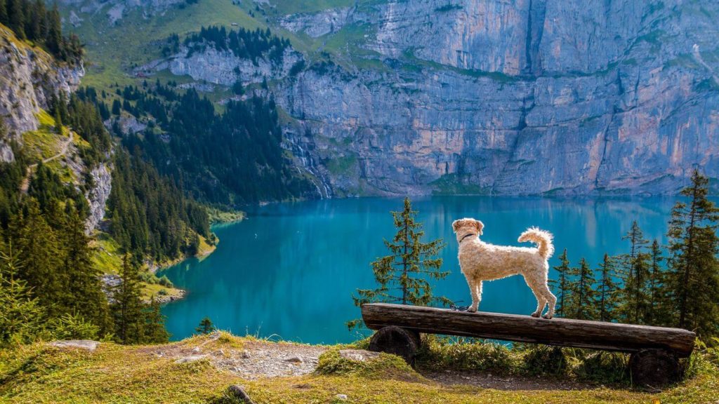 dog at lake oeschinen switzerland