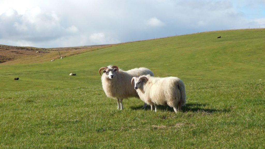Icelandic sheep in a field