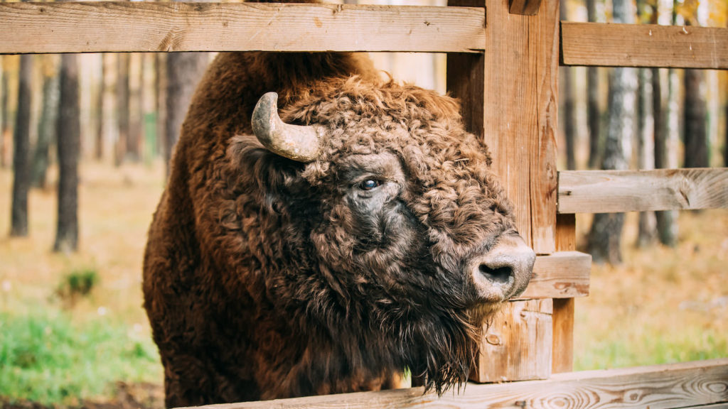Belarus bison
