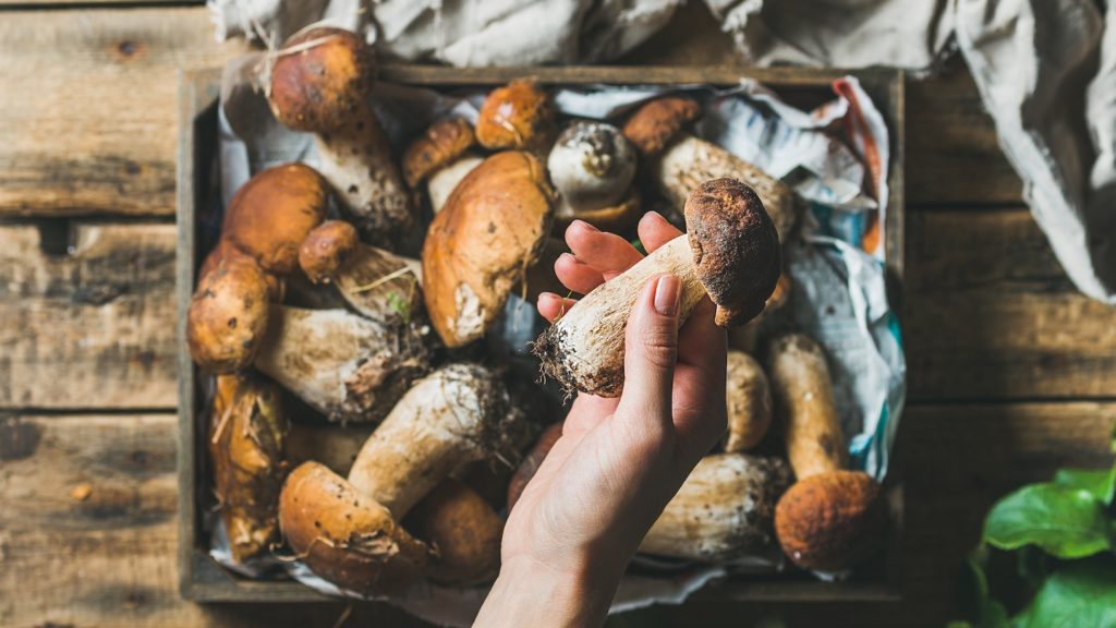 hand holding mushroom