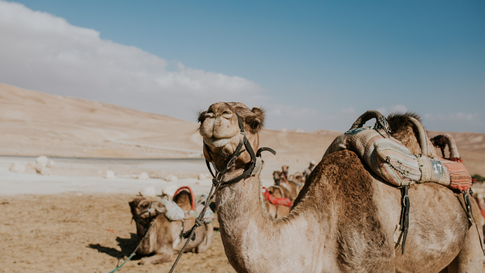 Camels in a desert in Israel