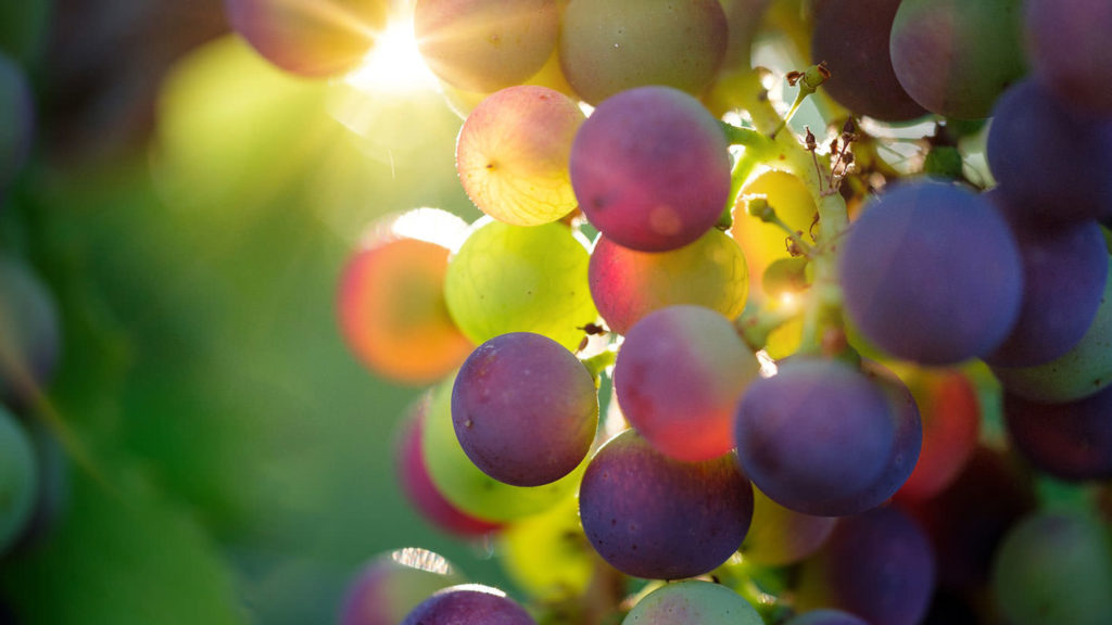 Grapes in the sun