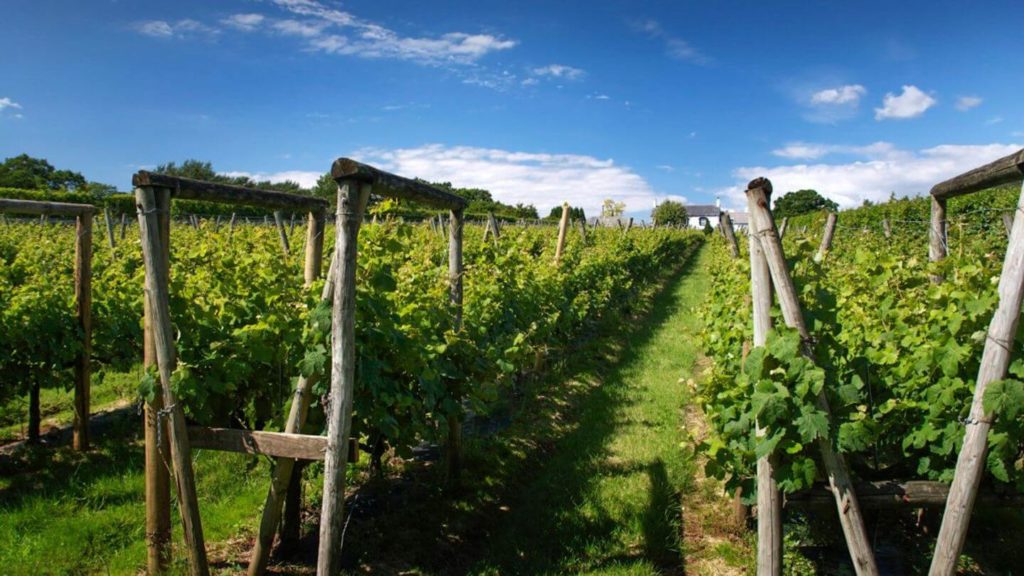 green vines Llanerch Vineyard Wales