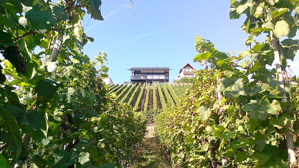 Mosel winery - interesting, fun Luxembourg facts