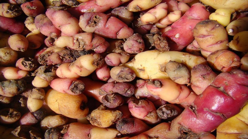 yellow and purple Peruvian potatoes