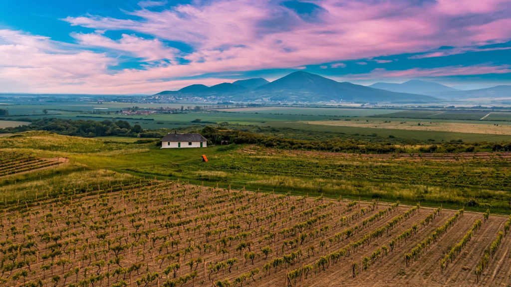 Tokaj vineyard
