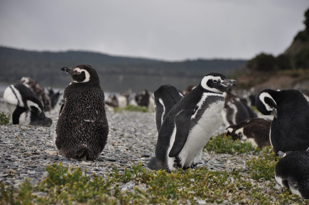 Penguins in Ushuaia, Argentina
