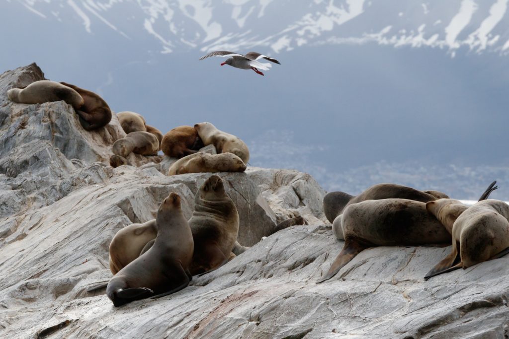 Sea lions resting on rocks in Beagle Channel