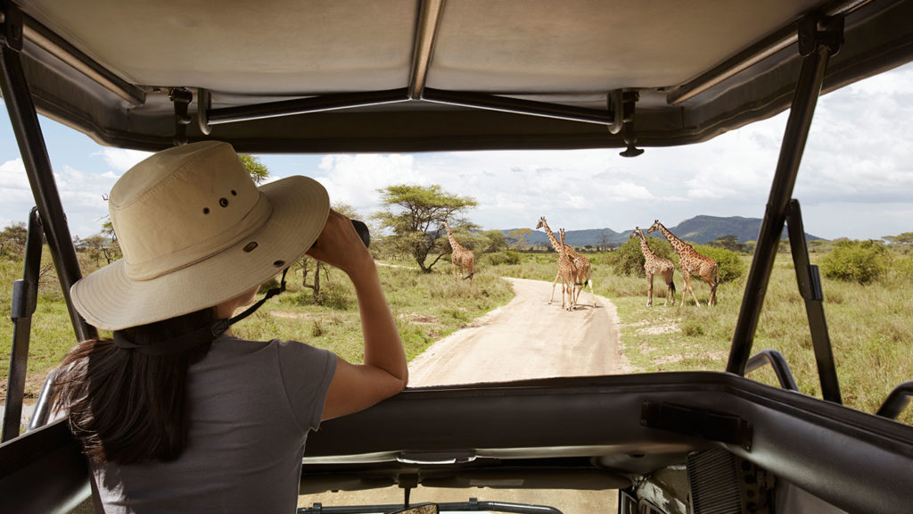 Person snapping a picture of giraffe from a game drive