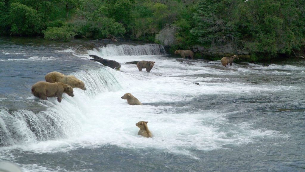 brown bears fishing alaska