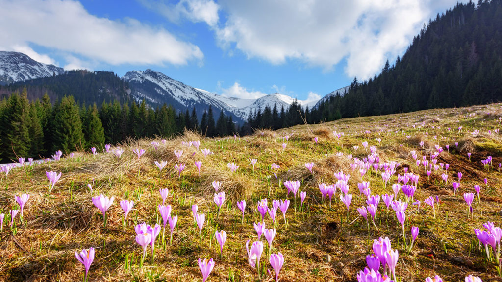 Field with Crocus flowers in the Mountains Slovakia