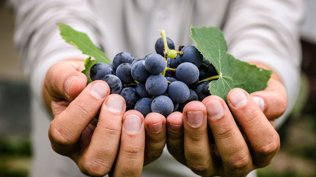 Blessing of the Grapes Armenian traditions