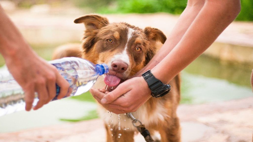 people helping a dog drink water