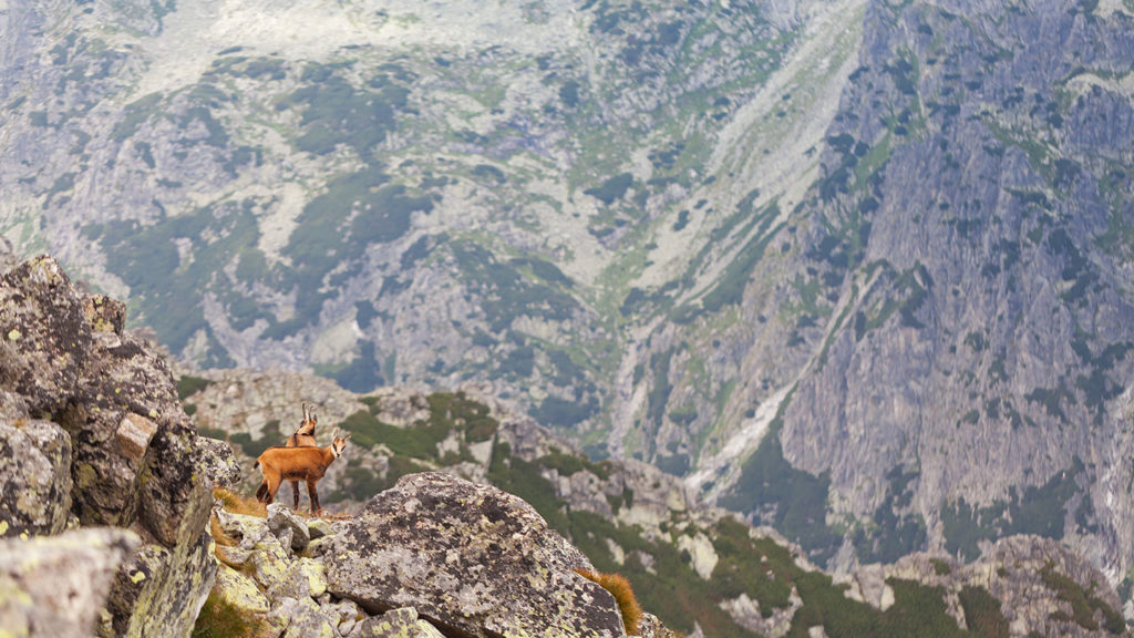 Two Chamois in the Tatra Mountains Slovakia 