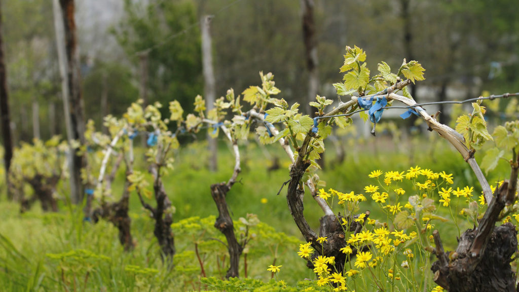 Visit Macedonia for good wine tasting