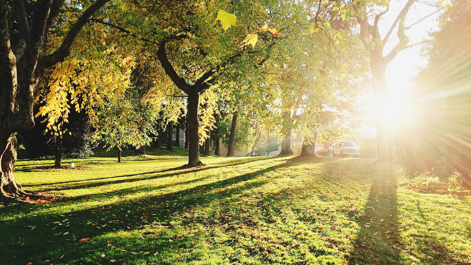 Trees at sunset across a park