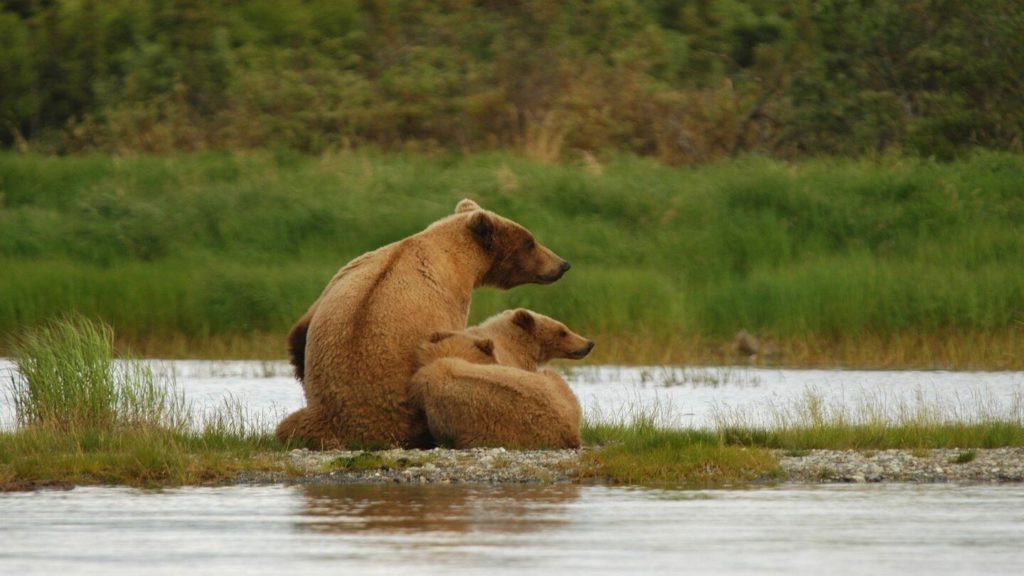 brown bear and cubs katmai national park alaska