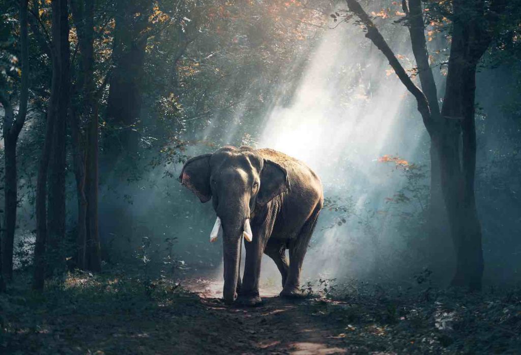 elephant in wild