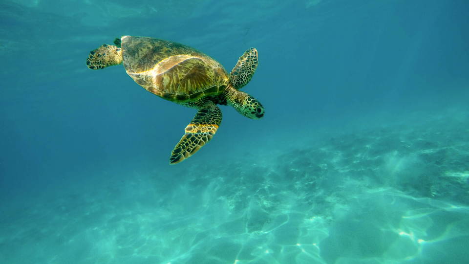 Hawaiian Green Sea Turtles