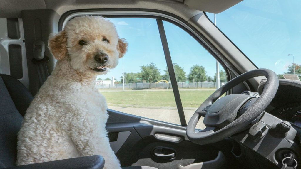 dog sitting in car driver's seat domestic travel