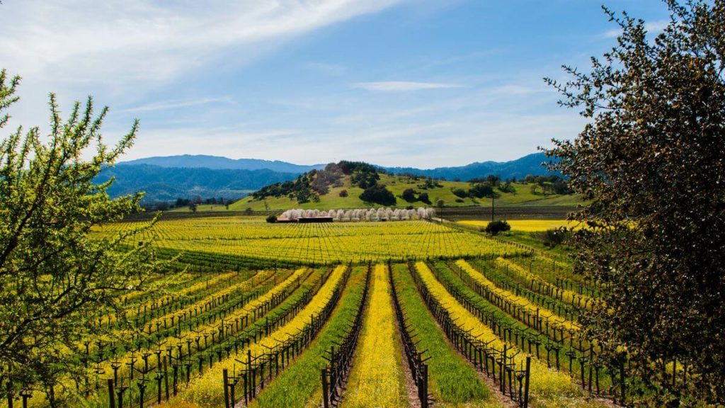 green gold vineyard Napa Valley California USA