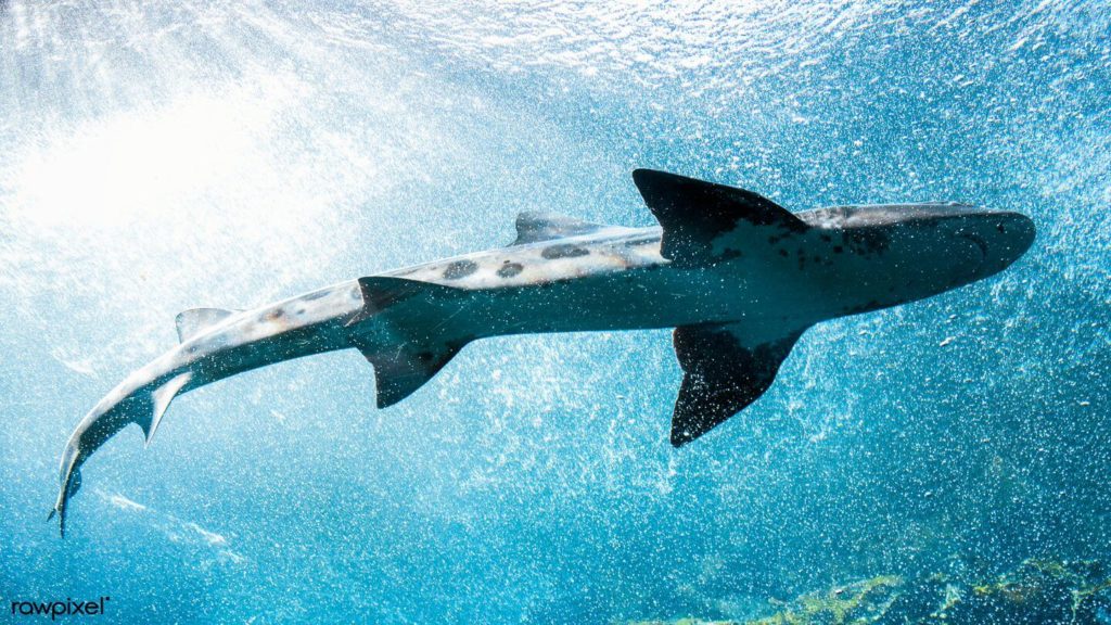 Take a virtual field trip to see a shark swimming under the water with sunlight shining on it.