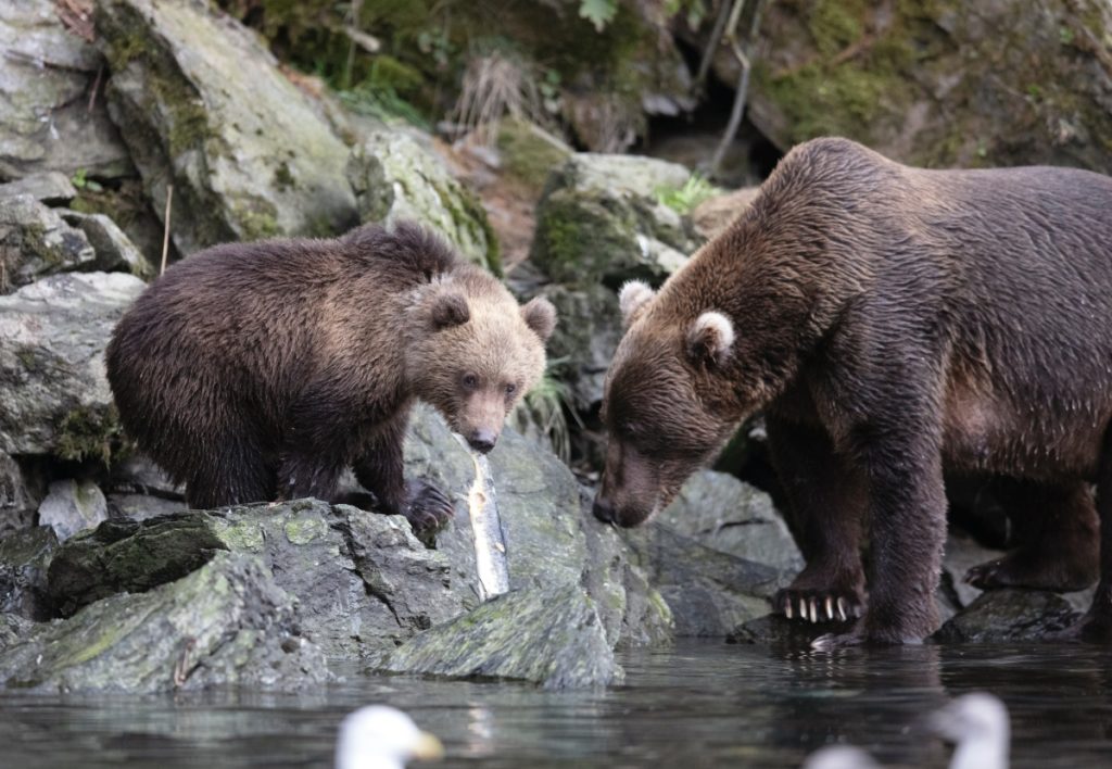 Grizzly bears in Alaska
