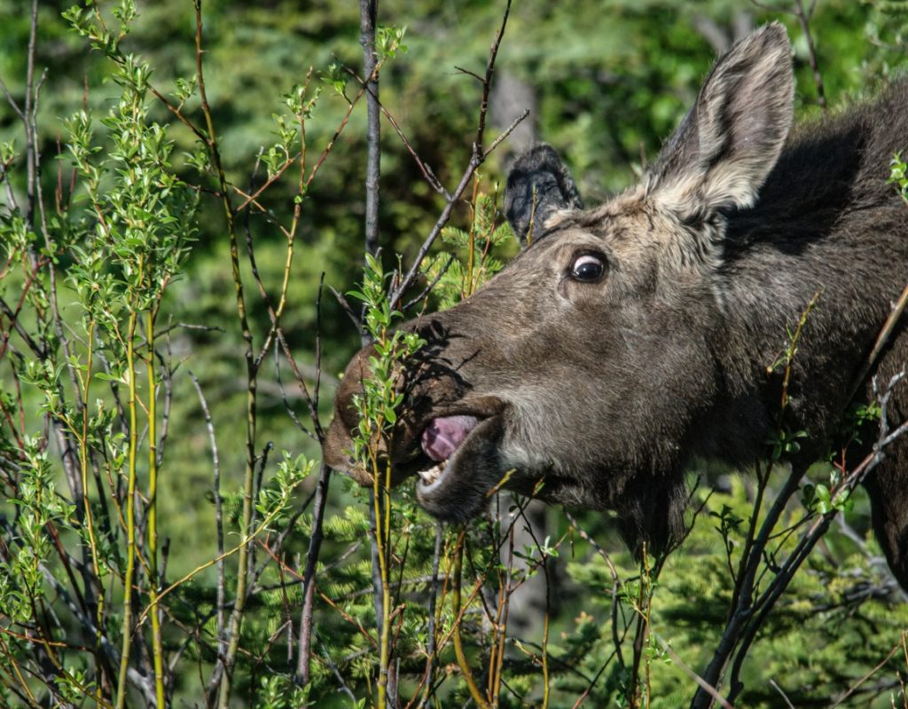 Alaska moose eating