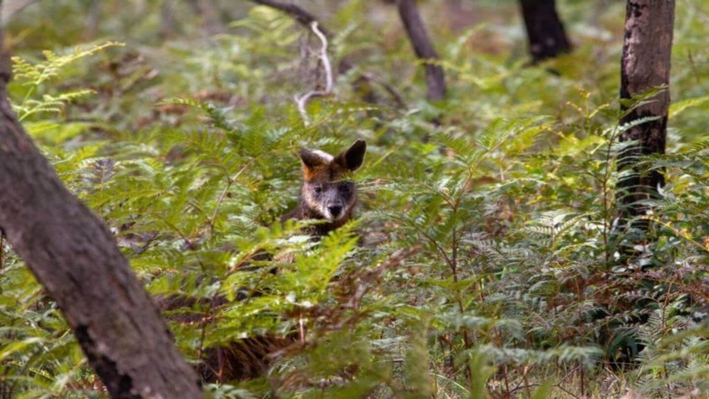 kangaroo peeking through the trees in the Australian bush