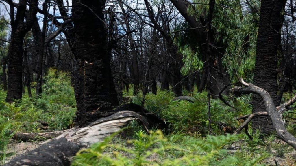 green foliage regrowing through burnt trees