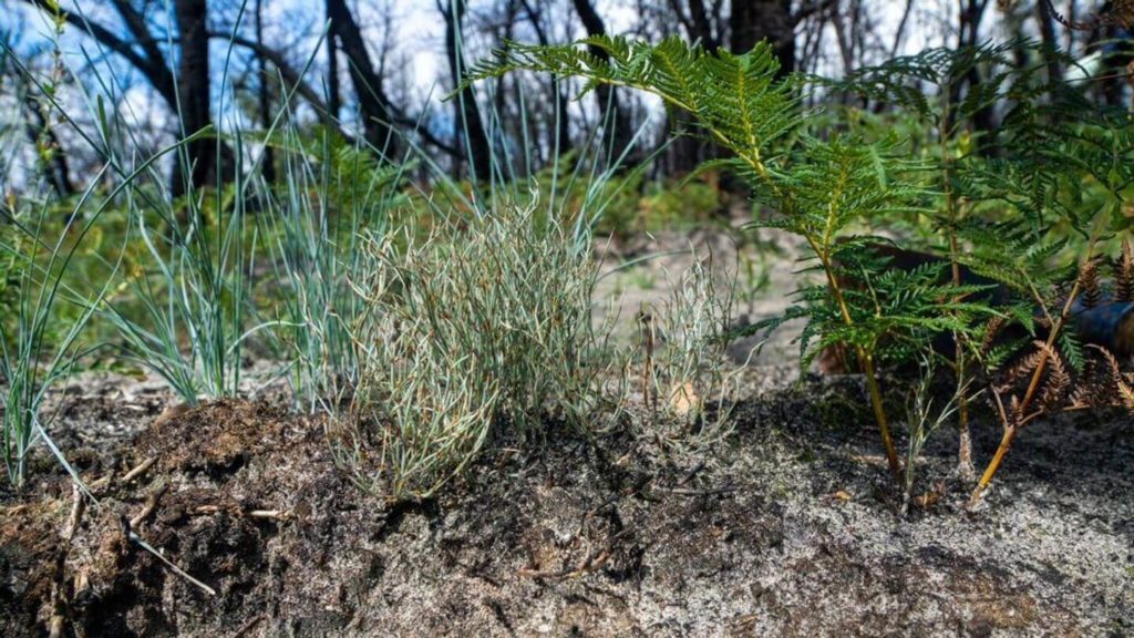new shrubs and trees growing in burnt landscapes