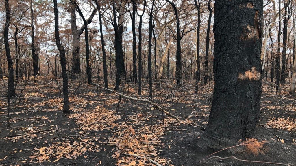 burnt bush landscapes Australia