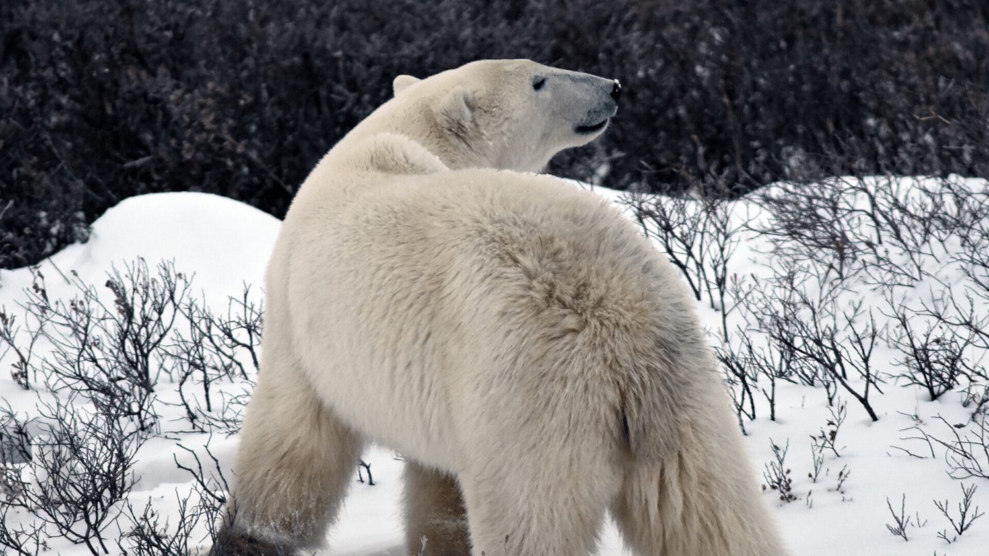Polar bear in Churchill